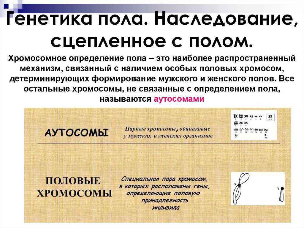 Лекция 10 тема: «генетика пола» план лекции 1. генетические теории определения пола -хромосомная теория -балансовая теория 2. определение пола у растений. - презентация