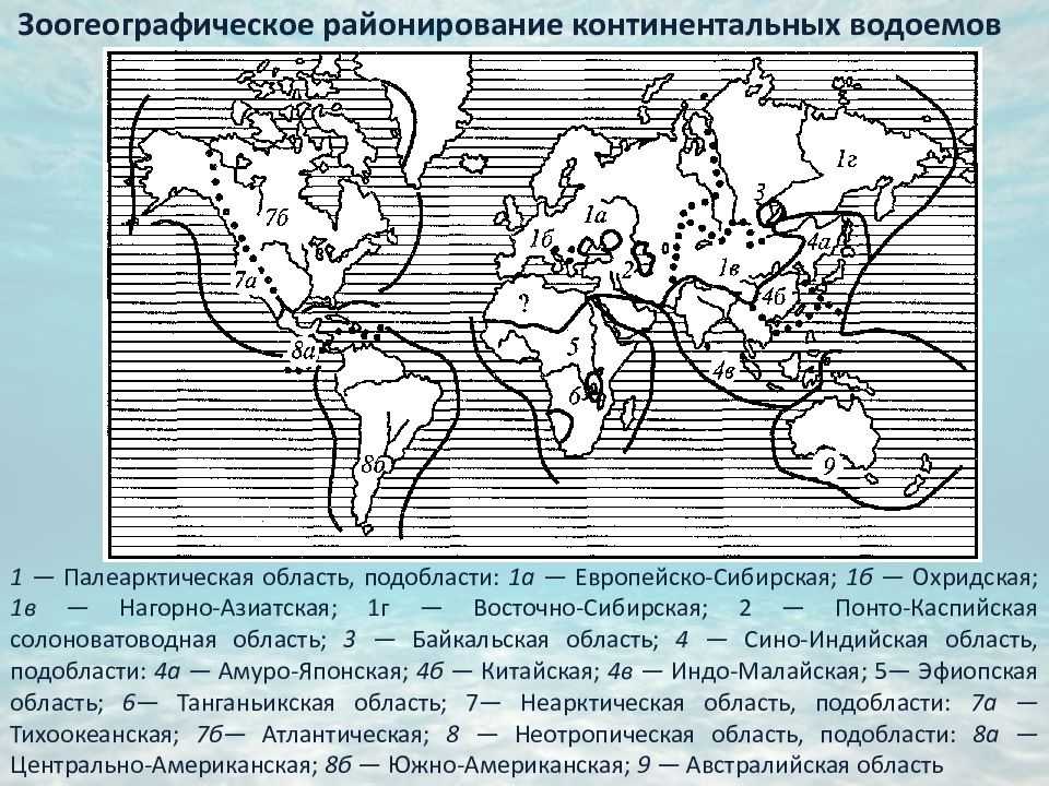 Фаунистическое районирование — энциклопедия руниверсалис