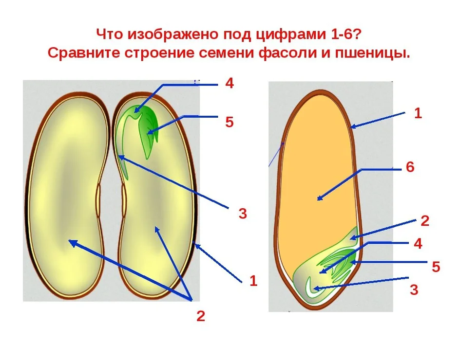 Запасное вещество бактерий