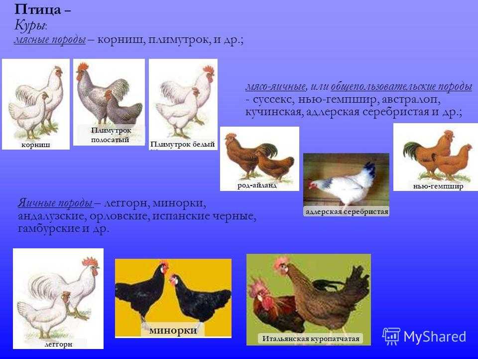 Структура породы: понятие, виды и особенности