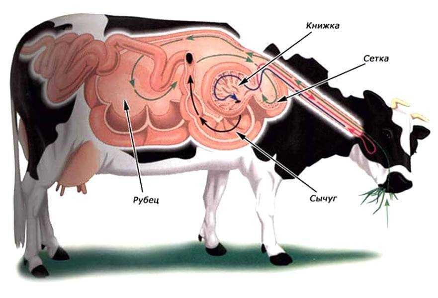 Дикроцелиоз животных и у человека: крупного рогатого скота (жвачных), овец