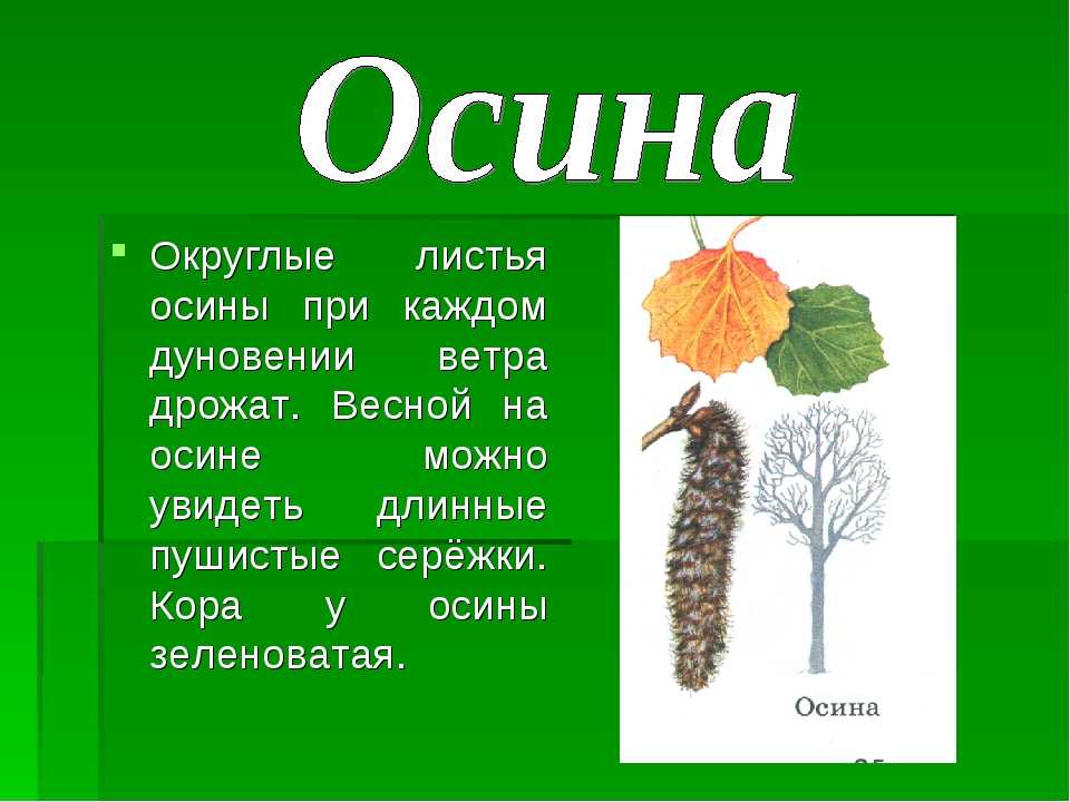 Осина: физико-химические характеристики, свойства и качества древесины