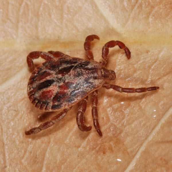 Гамазовые клещи (gamasoidea) - med24info.com