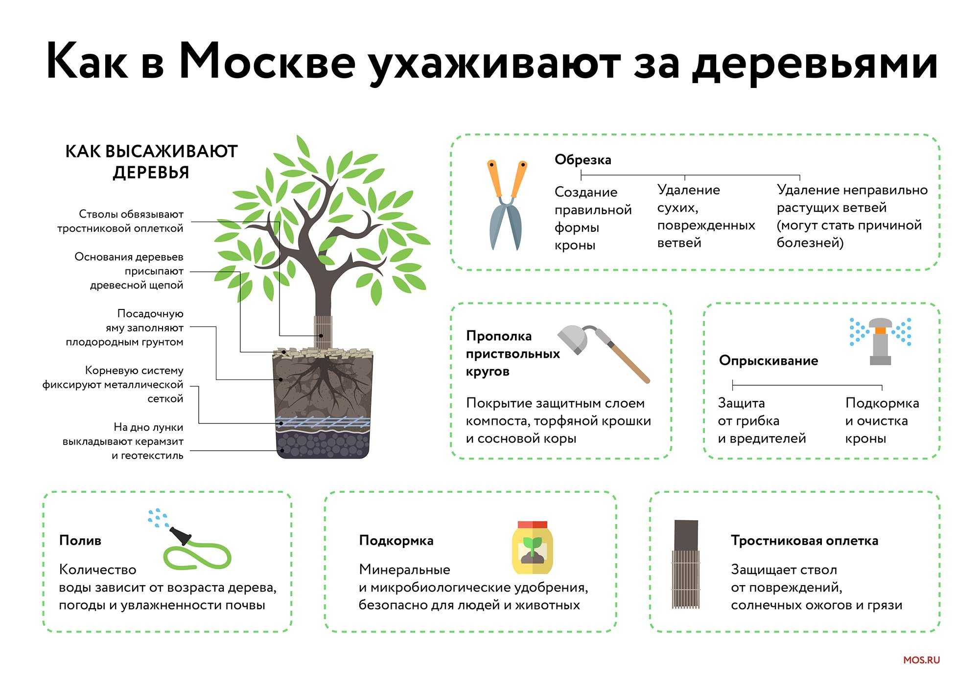 Чем можно обработать срез дерева после обрезки?