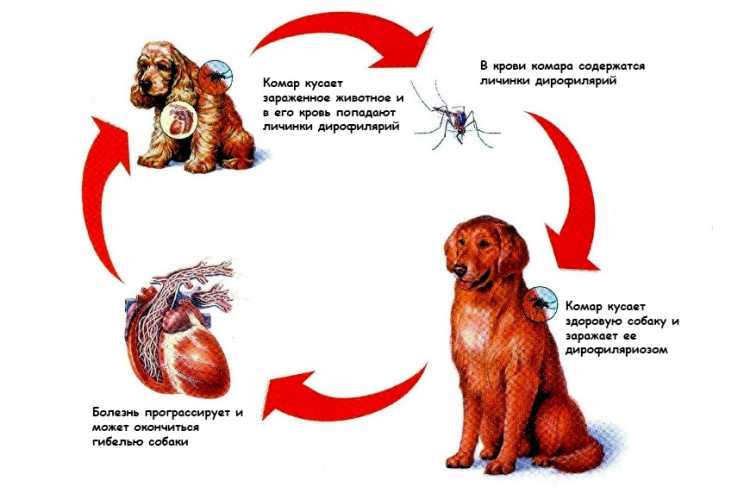 Дирофиляриоз у собак