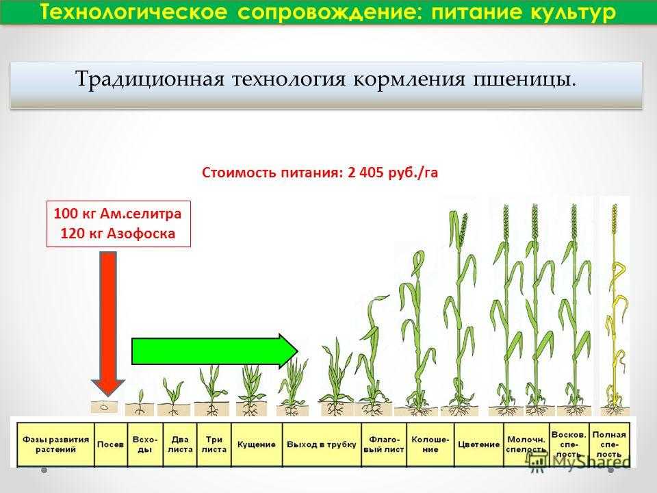 Пшеница: её производство, посев, обработка, сорта, урожайность, фазы роста и кущения, семена озимой пшеницы, подкормка и другие характеристики