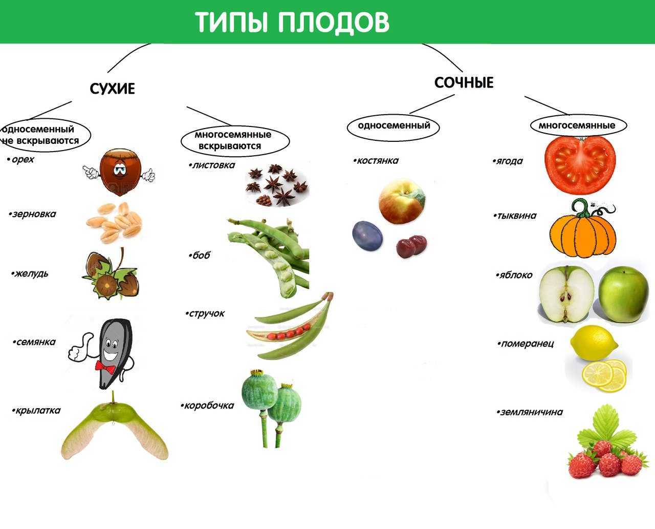 Презентация на тему "тема: строение плода, семя. типы сочных и сухих плодов."
