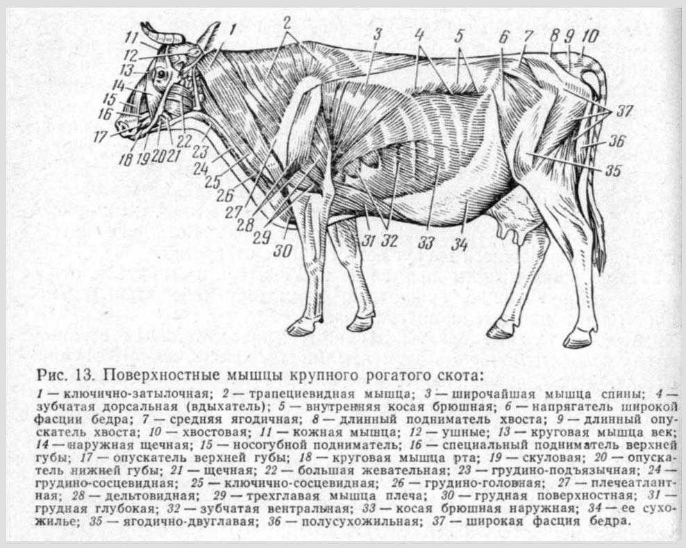 Анатомо-топографические данные боковой грудной стенки животных. топографическая анатомия груди топографическая анатомия грудной клетки