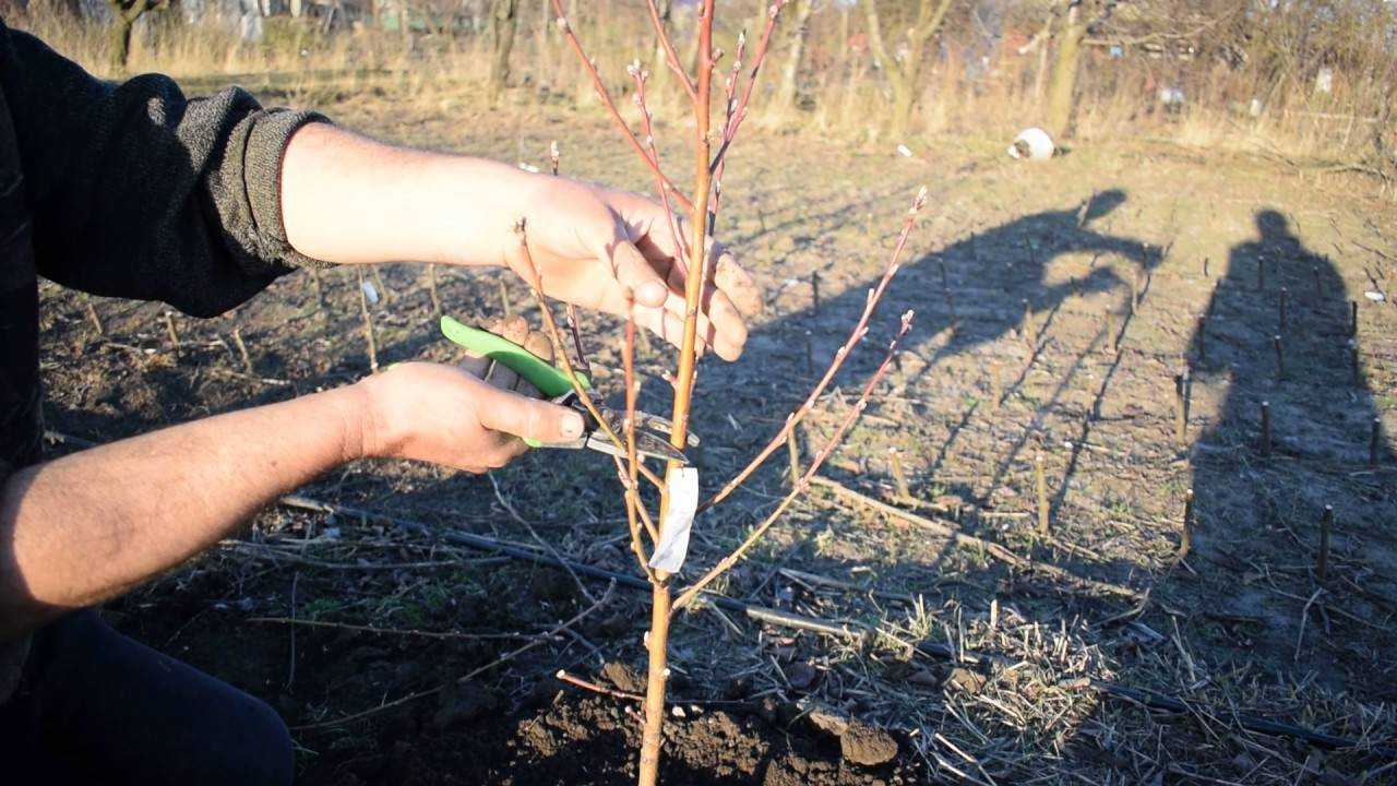 Посадка абрикоса весной: как правильно посадить и вырастить абрикосовые саженцы