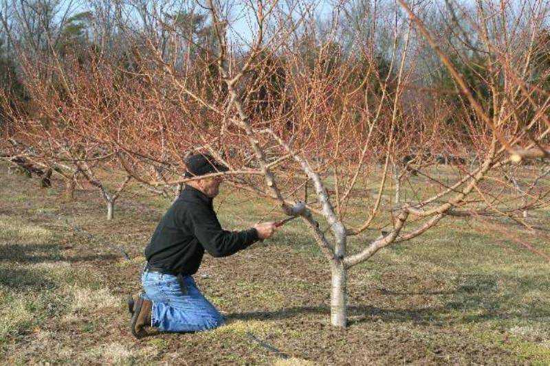 Выращивание абрикоса из косточки и сроки плодоношения: фото + видео