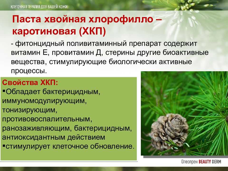 Производство хлорофилло-каротиновой пасты, эфирных масел и хвойного
экстракта. паста является поливитаминно-фитонцидным препаратом