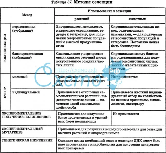 Массовый отбор в селекции: примеры