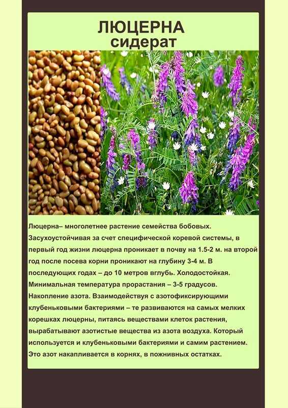 7 полезных свойств люцерны для человека и противопоказания