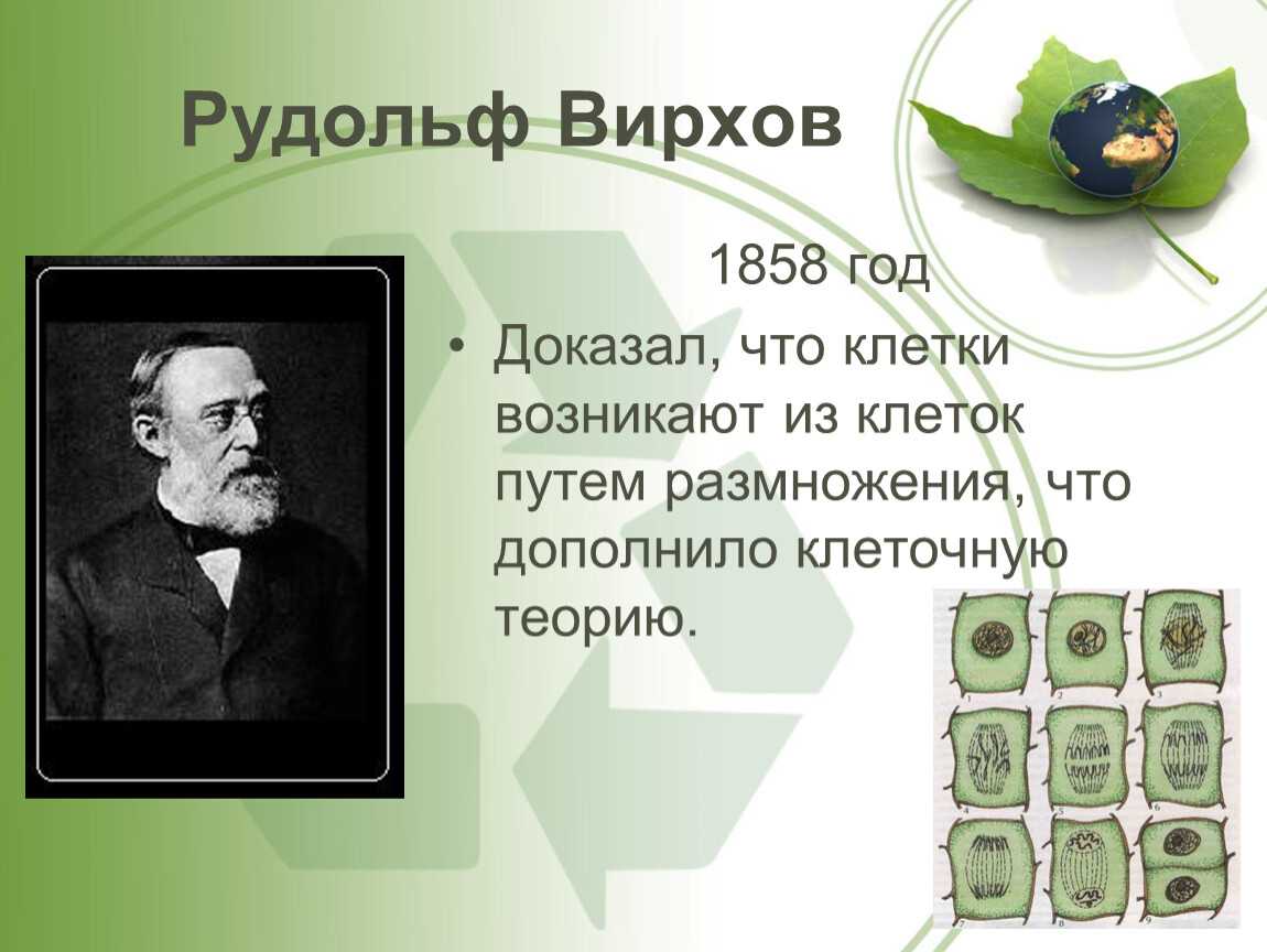 Реферат - клеточное ядро - центр управления жизнедеятельностью клетки - скачать бесплатно