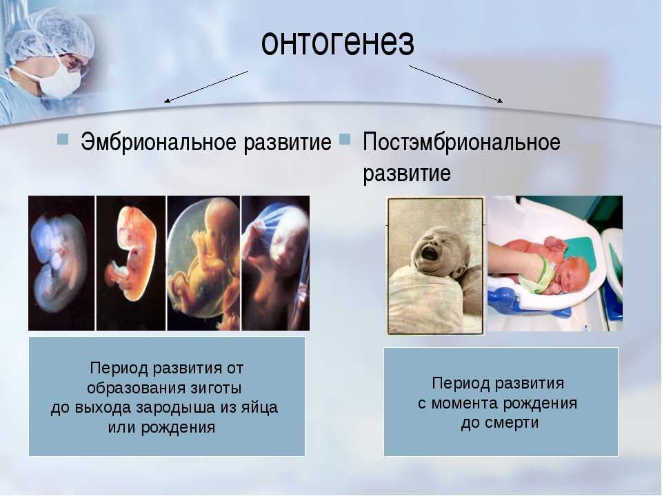 Эмбриональный и постэмбриональный этапы