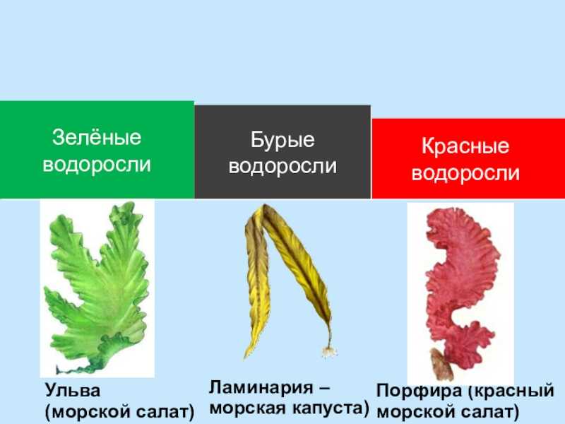 Водные биологические ресурсы мира: описание, перечень и их использование
