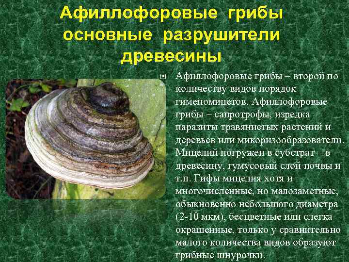 Грибы в биосфере и жизни человека - грибы