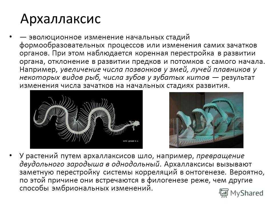Онтогенез — основа филогенеза - pictoris.ru