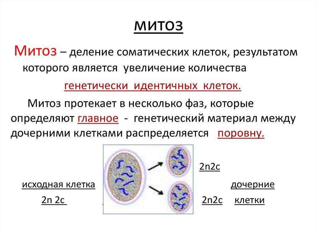 Митотическое деление клетки ✎ pangenes.ru