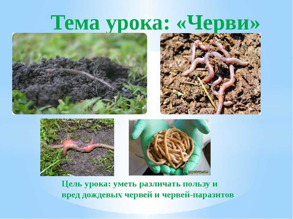 Дождевые черви — зачем нужны и как их развести для производства удобрения? фото — ботаничка