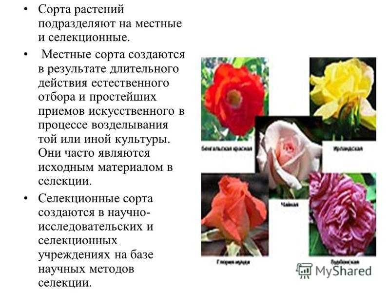 Что такое сорт порода штамм