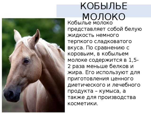 Молочное коневодство | кумыс и его свойства | библиотека | центр тибетской медицины кунпен делек