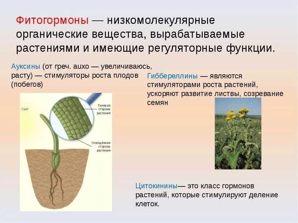 Что такое ингибиторы роста растений: принцип действия и применение