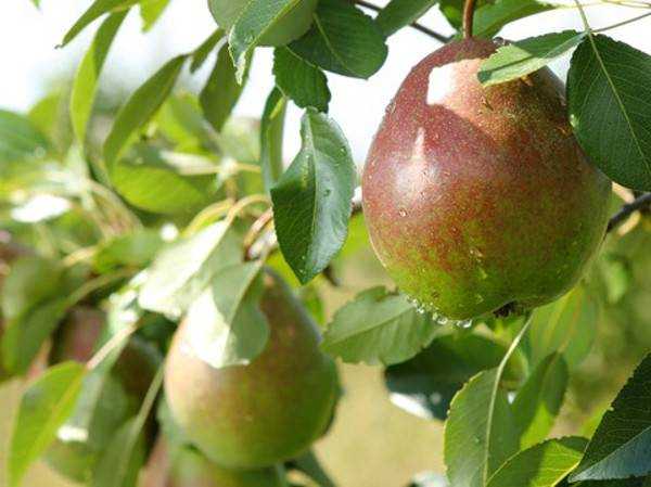 Груша лесная - pyrus pyraster - описание таксона - плантариум