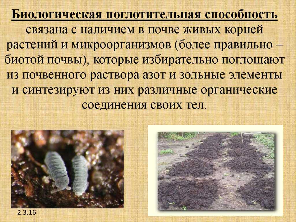 Агрохимия и агропочвоведение -  поглотительная способность почвы, понятие и виды. биологическая, механическая и физическая поглотительная способность почвы.