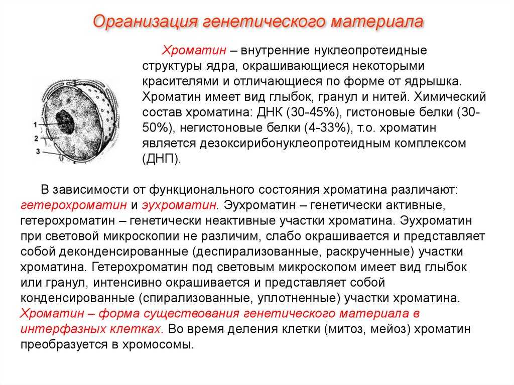 Биология клетки/часть 1. клетка как она есть/11/1