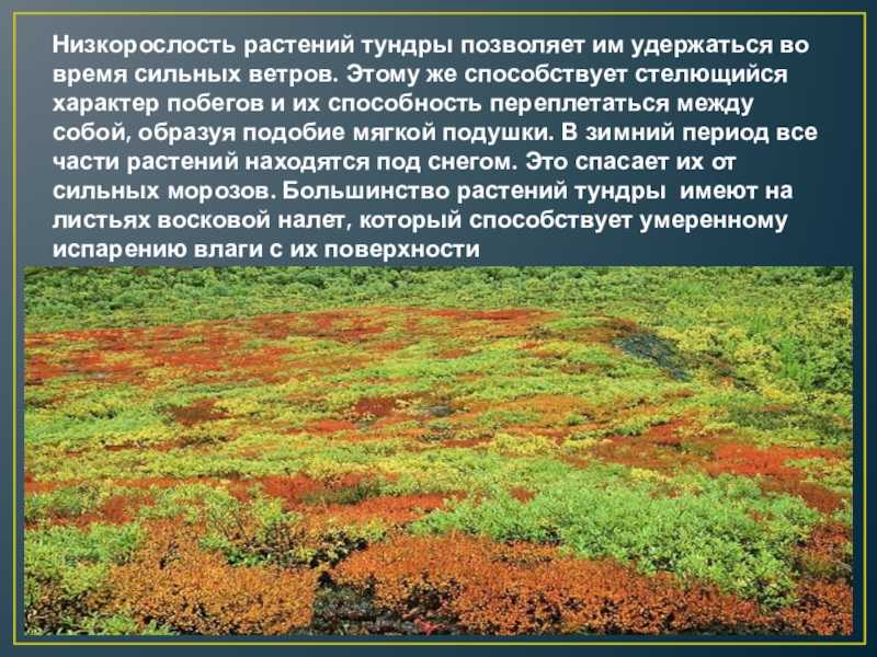 Тундра