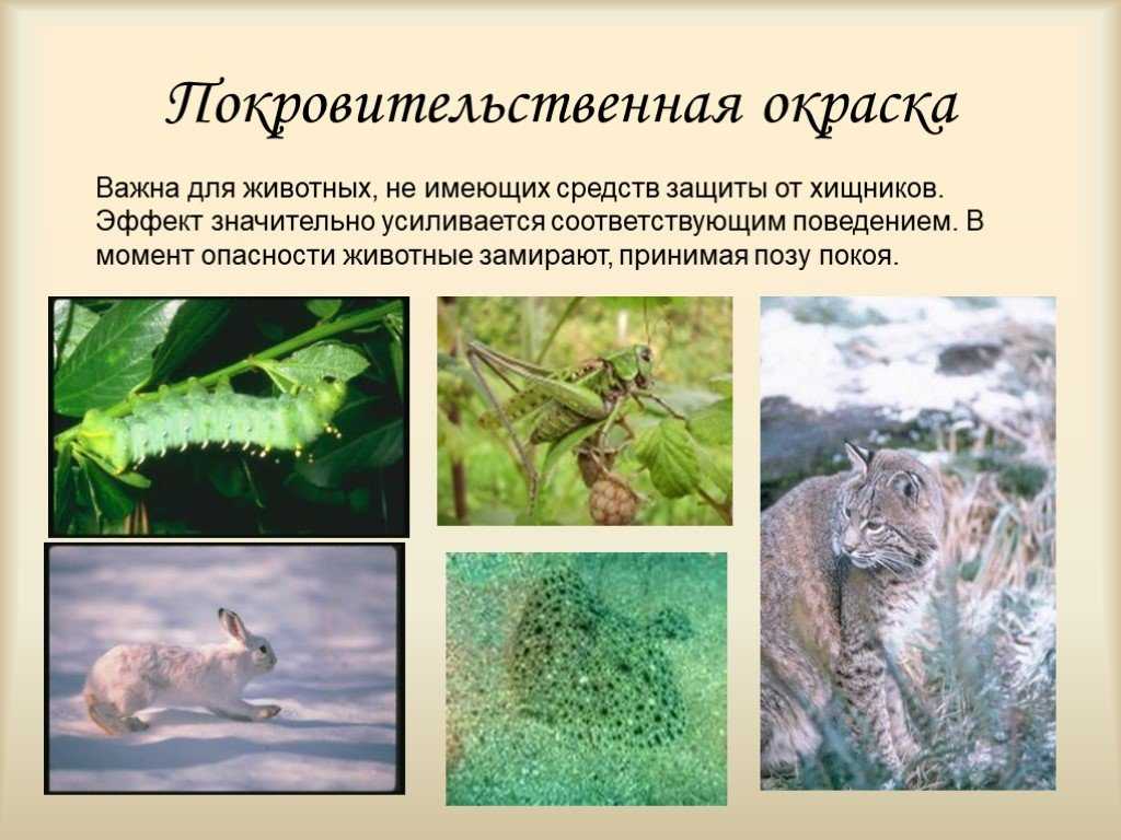 Что такое морфологическая адаптация? (с примерами)