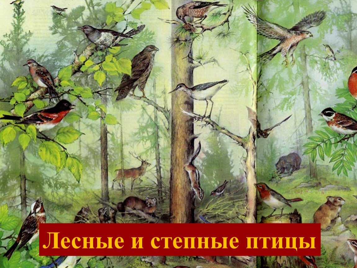Что такое биоценоз? виды, структура, роль и примеры биоценоза | животный мир