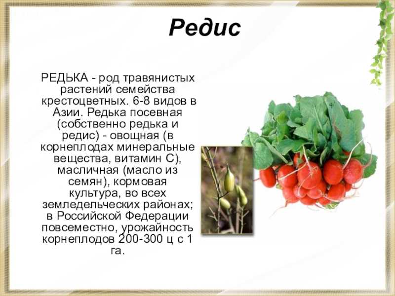 Редис – описание, фото, сорта, выращивание, польза