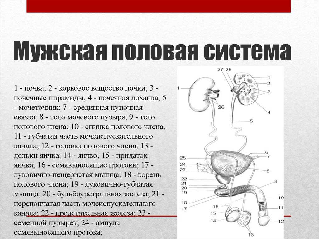 Анатомо-топографическое обоснование применения торакоскопии у мелких домашних животных  синяева виктория владимировна