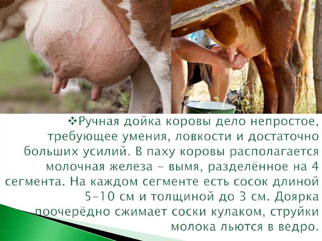 Яловость коров. реферат. сельское хозяйство. 2013-06-28