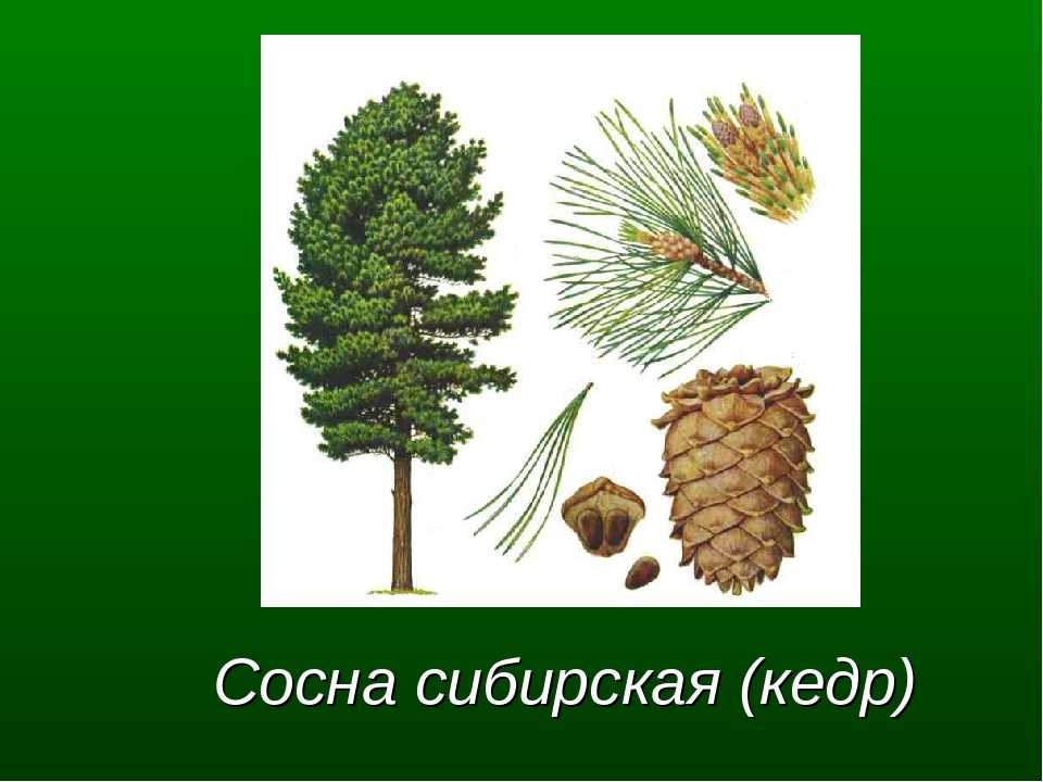 Гпб "кедр" | все виды охранных услуг| хабаровский край, приморский край, сахалинская область, еао, амурская область.