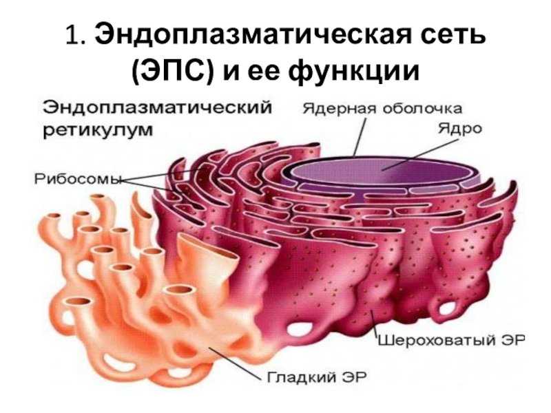 Кто открыл эндоплазматическую сеть — от земли до неба