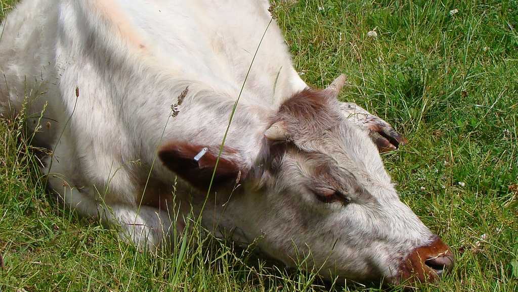 Травяная тетания - grass tetany