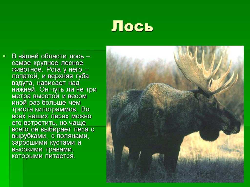 Биология лесных зверей и птиц реферат
