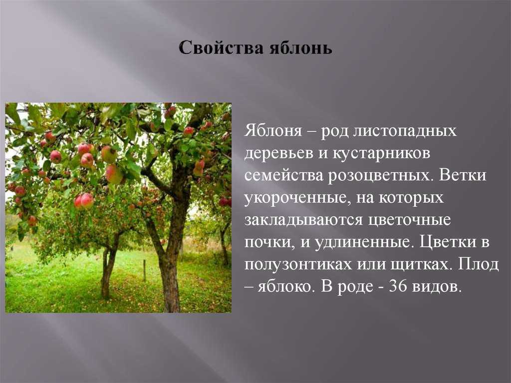 Яблоня лесная: полезные свойства и применение