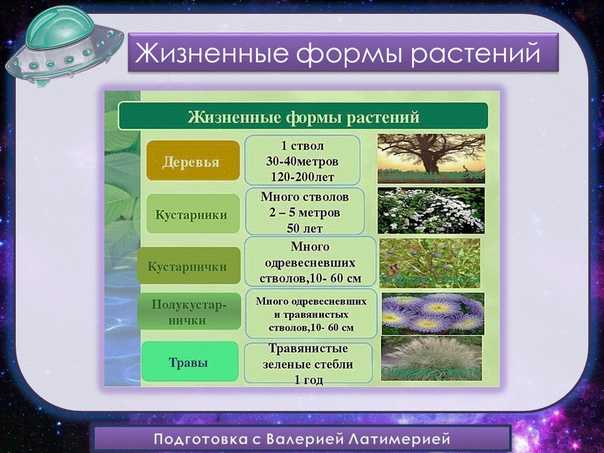 На какие группы делятся растения по продолжительности жизни