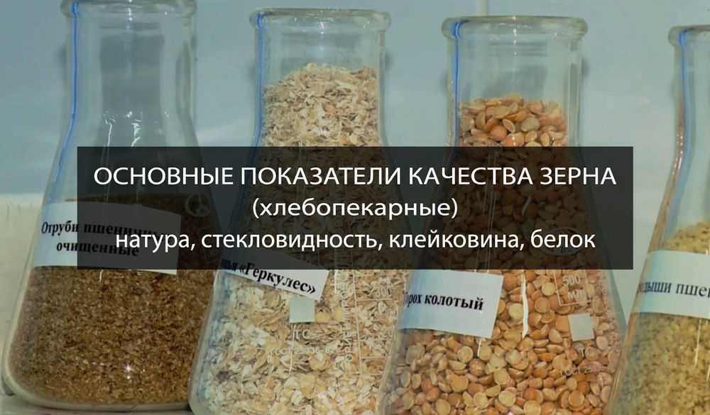 Что такое стекловидность зерна: причины, симптомы и пути предотвращения
