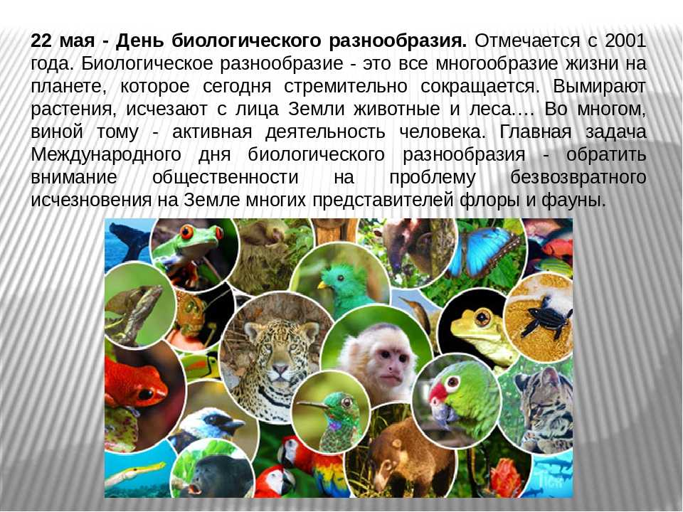 Применение влаго-, газопоглощающих веществ и антисептиков при длительном хранении семян кедра сибирского  шенмайер наталья алексеевна