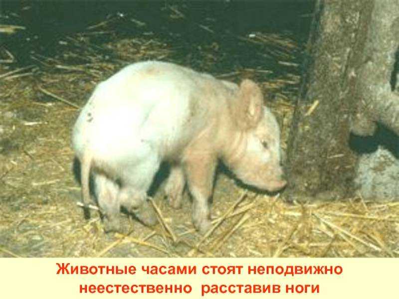 Болезнь тешена свиней