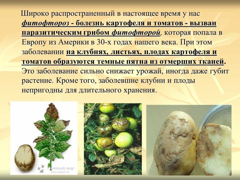 19+ примеров почвенных бактерий: подробные факты об этом