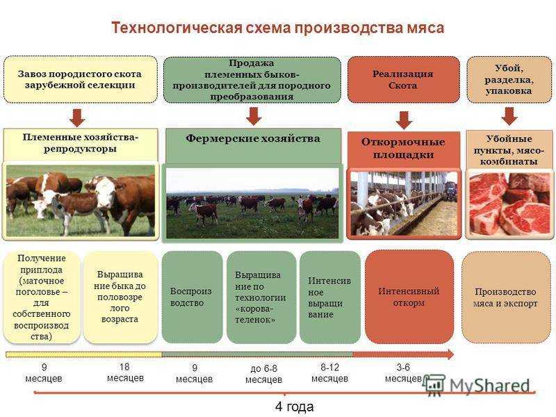 Механизация животноводства: аппараты и оборудования