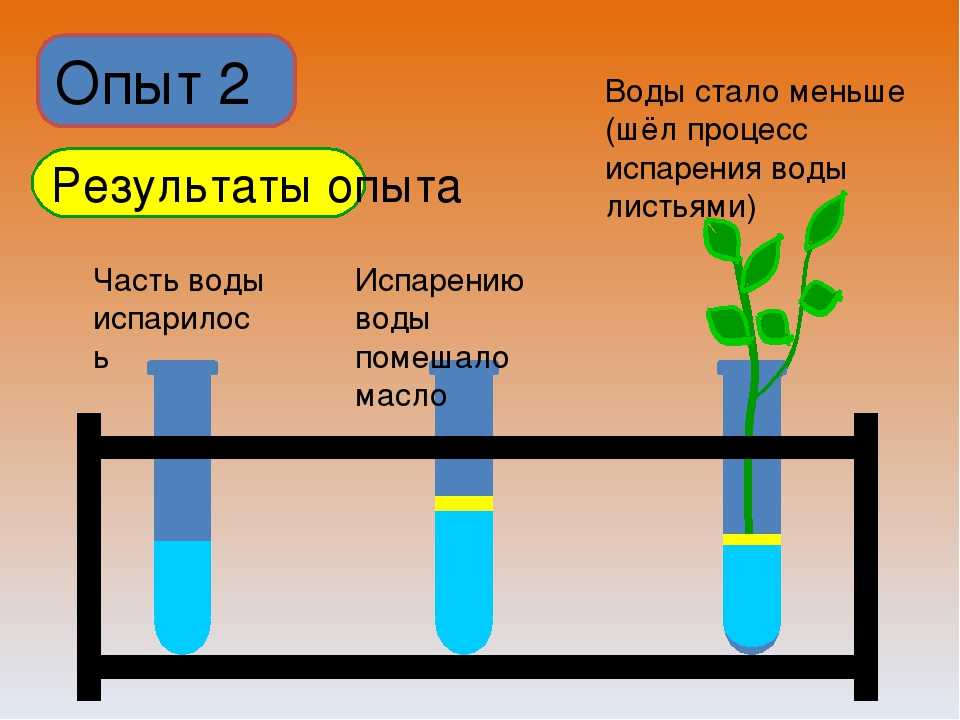 Какие леса средней полосы испаряют влагу. транспирация воды лесом