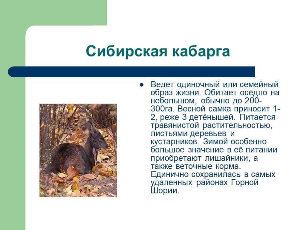 Оседлые животные с одиночным образом жизни
