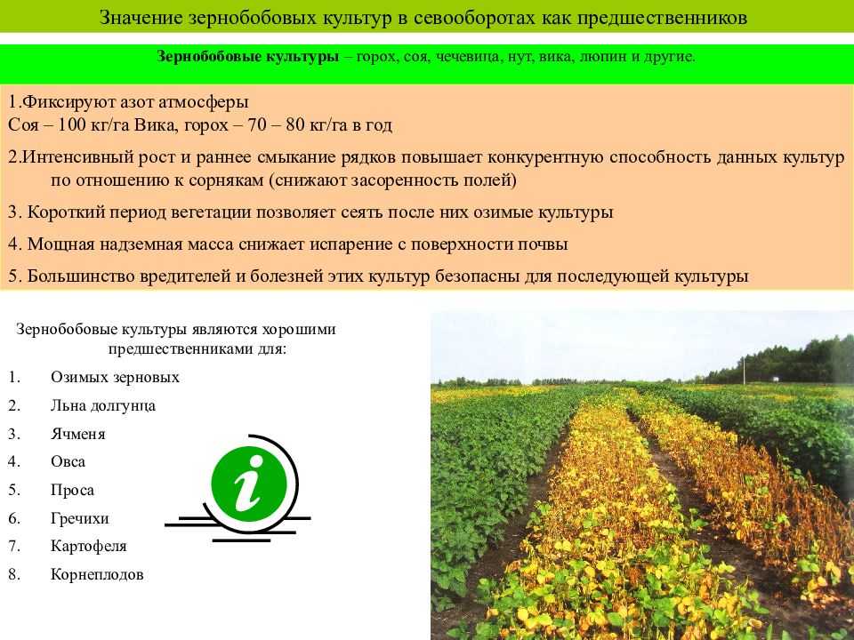 Чина: характеристика, сорта, описание растения, производство